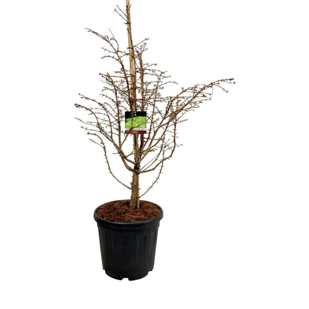 Metasequoia gl. 'Hamlet's Broom'.