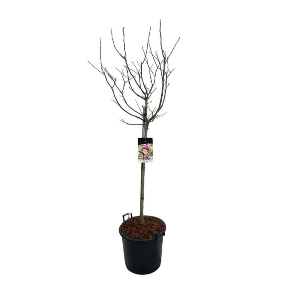 Magnolia 'Susan'.