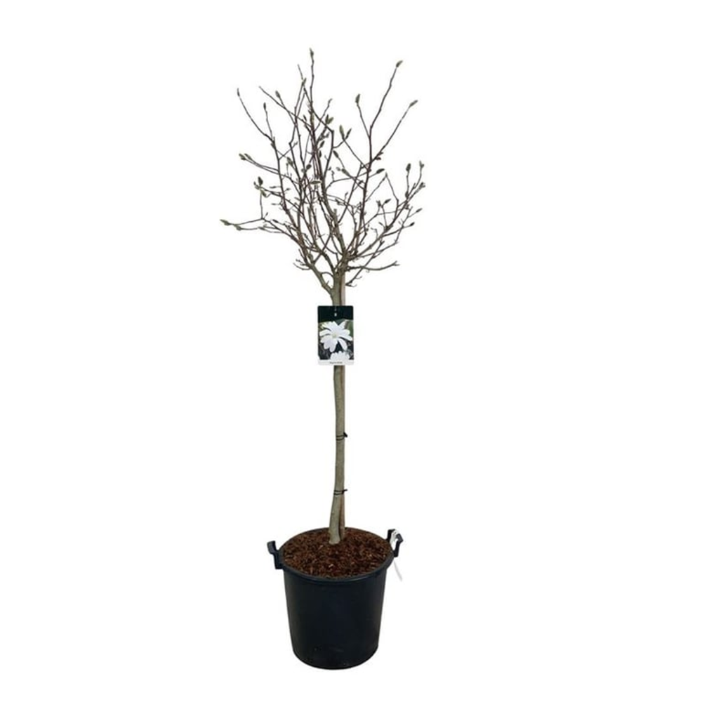 Magnolia stellata.