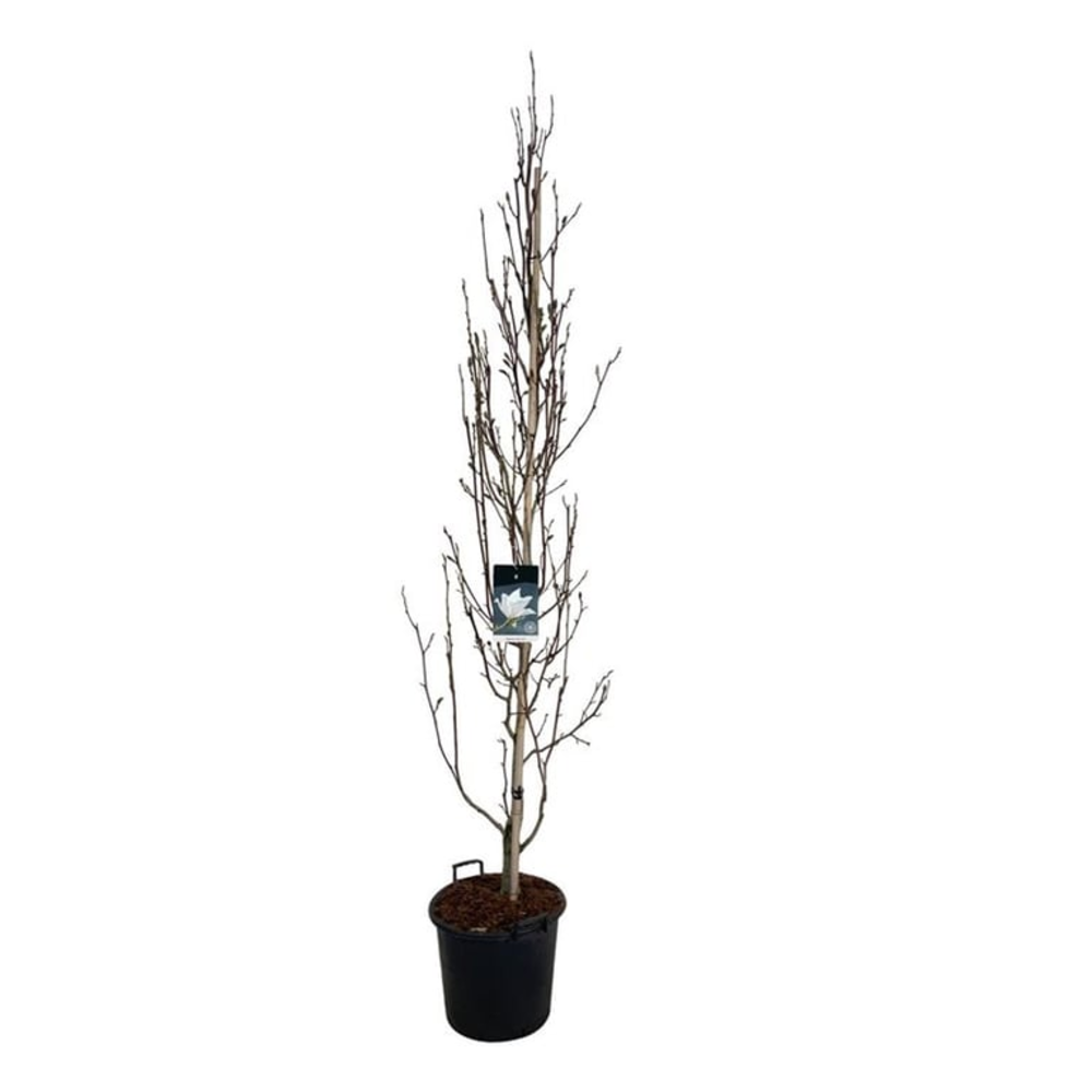 Magnolia kobus Isis®.