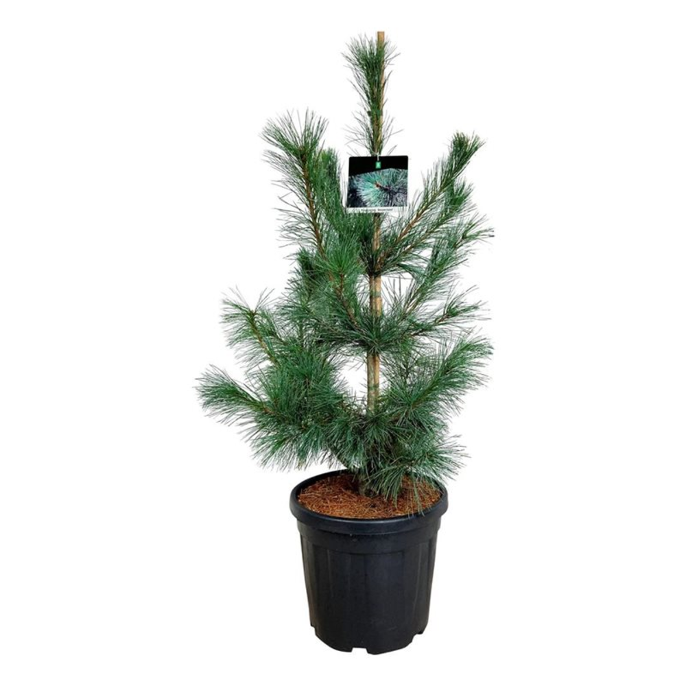 Pinus mont. 'Ammerland'.