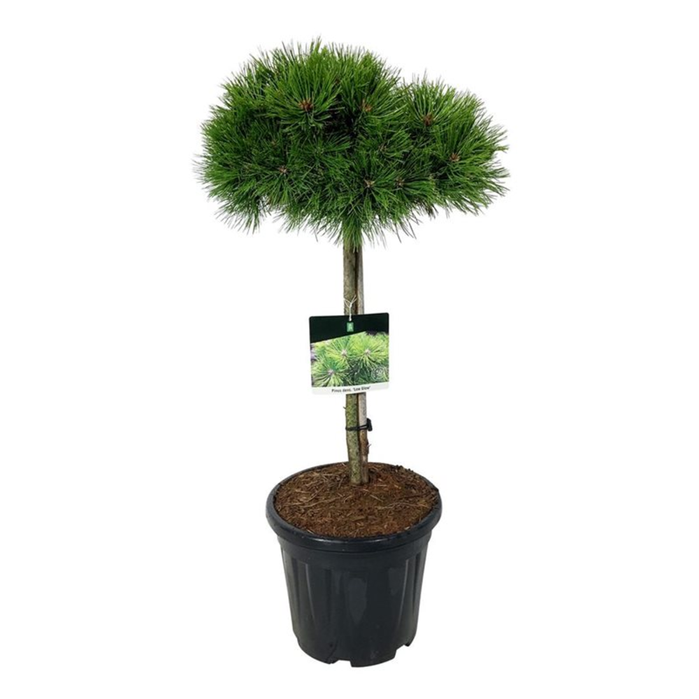 Pinus dens. 'Low Glow'.