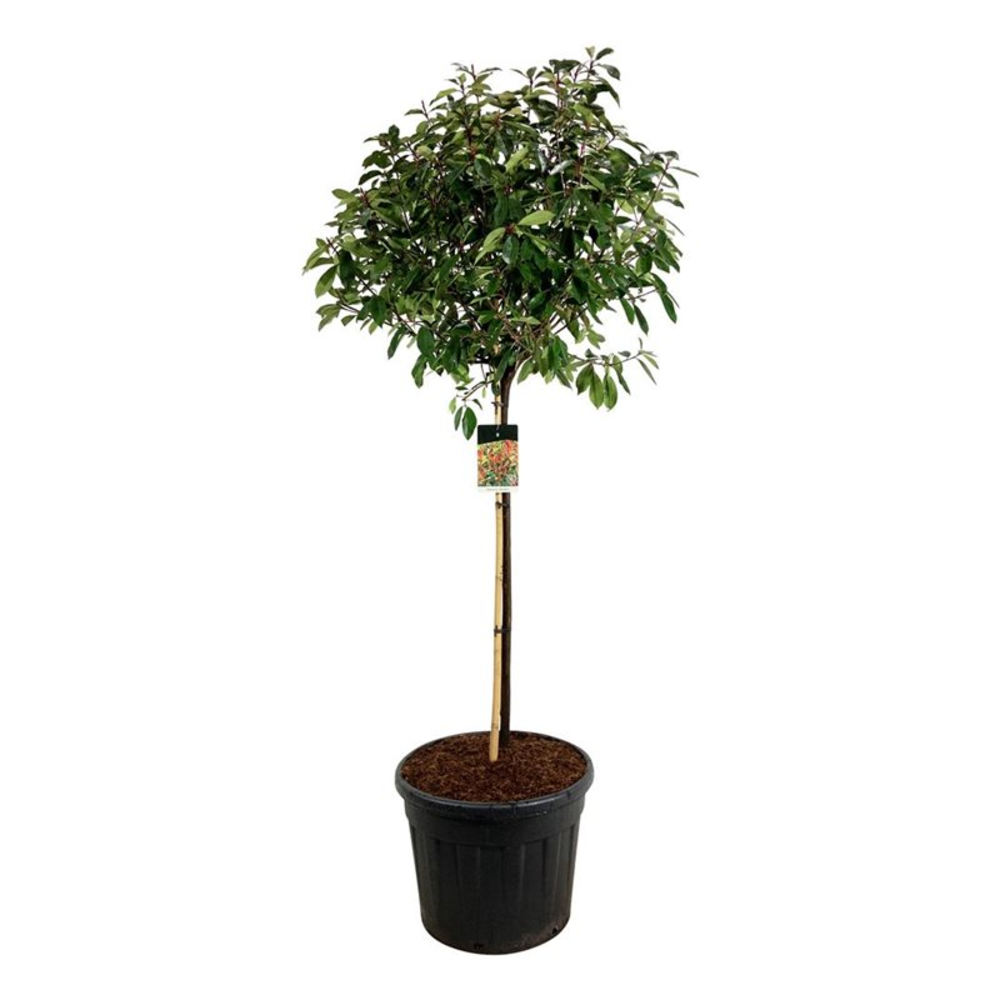 Photinia fraseri 'Red Robin'.
