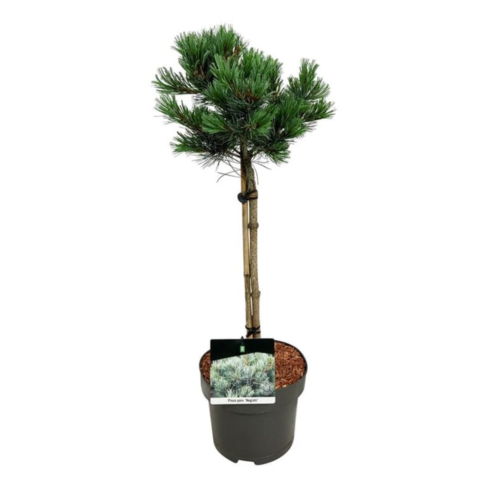 Pinus parv. 'Negishi'.