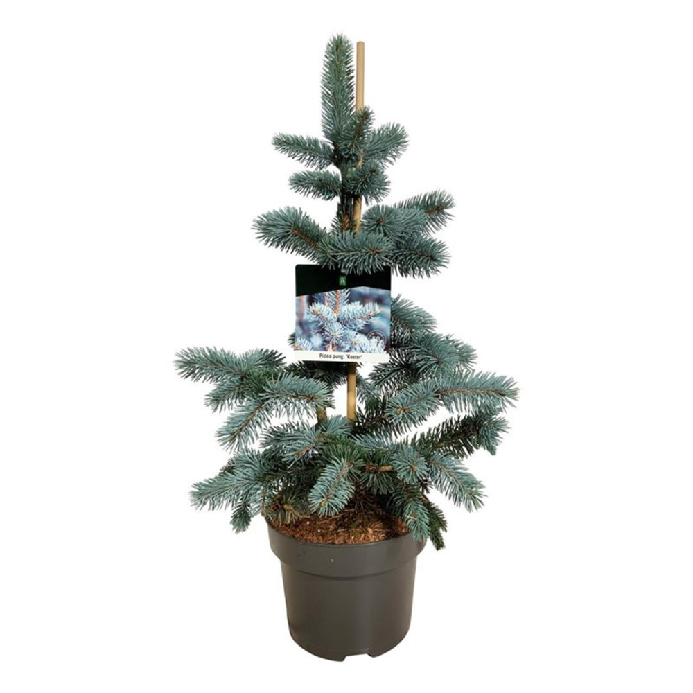 Picea pung. 'Koster'.