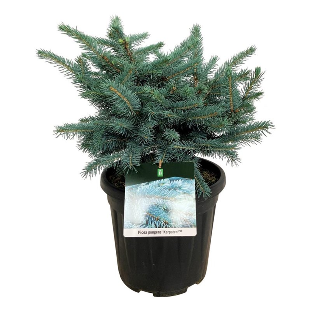 Picea pung. 'Karpaten' -R-.