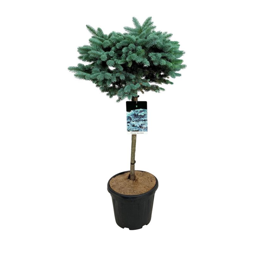 Picea pung. 'Glauca Globosa'.