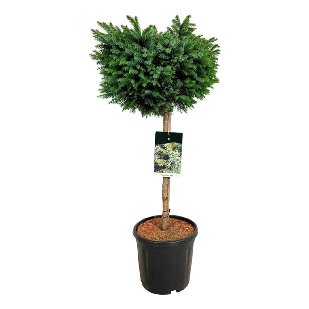 Picea omorika 'Nana'.
