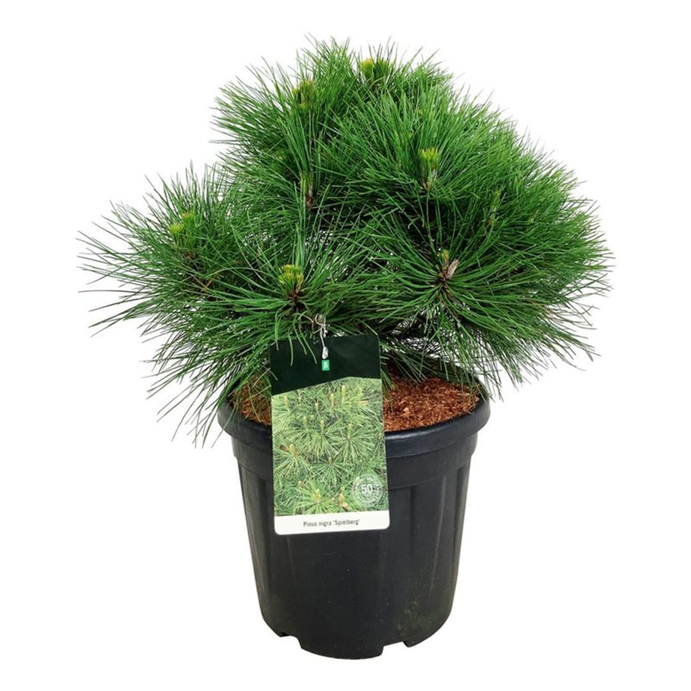 Pinus nigra 'Spielberg'.