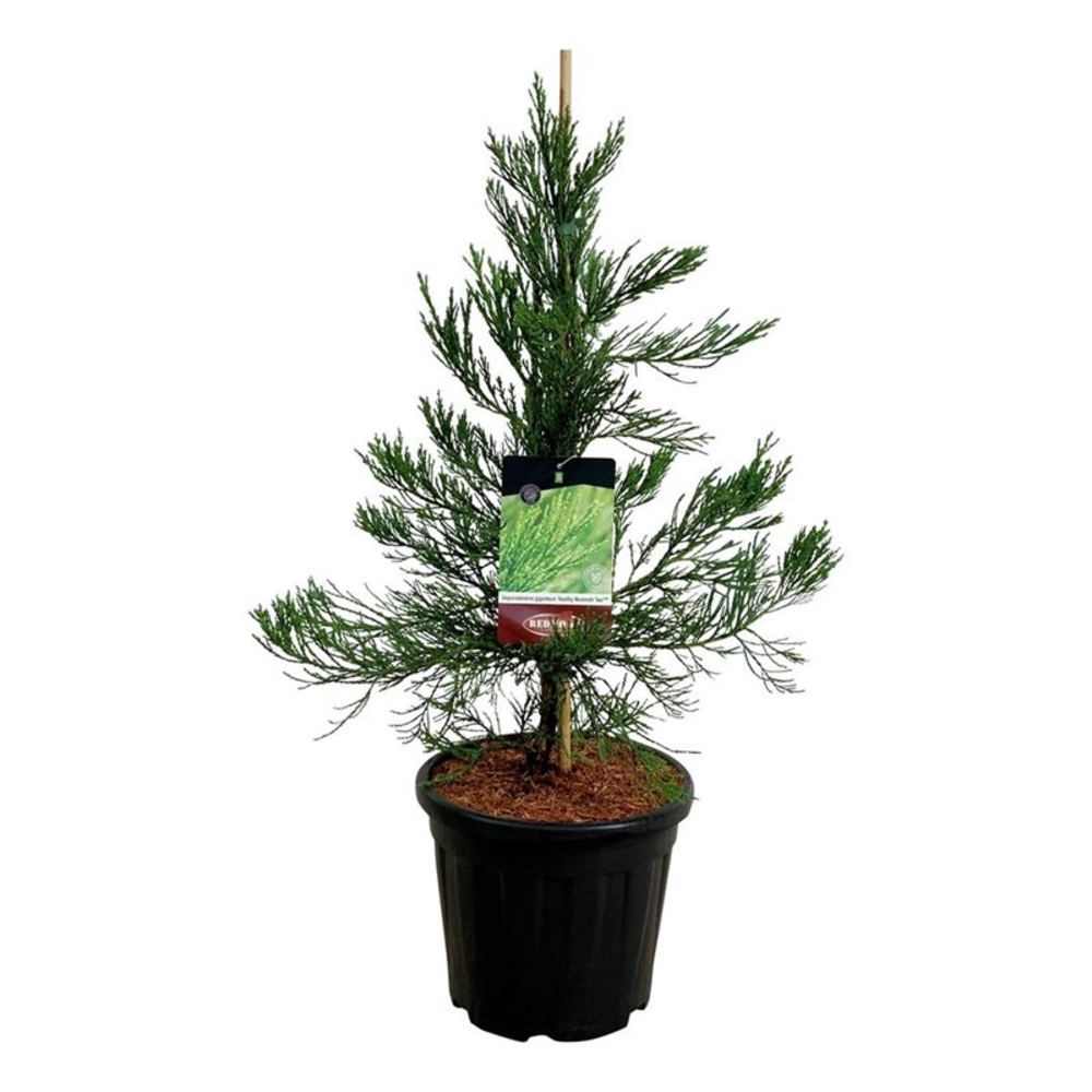 Sequoiadendron g. 'H. Mammoth Two'.