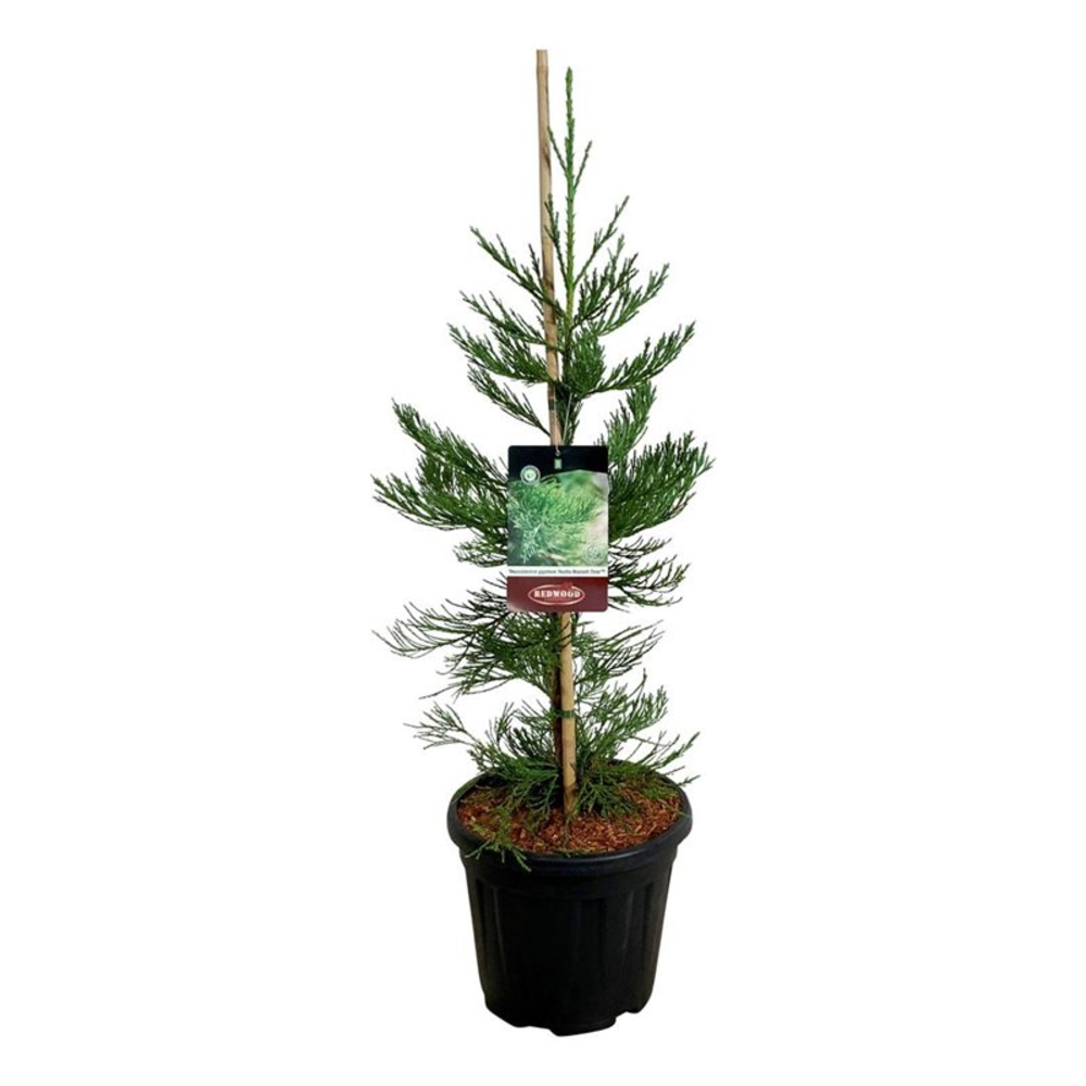 Sequoiadendron g. 'H. Mamm. Three'.