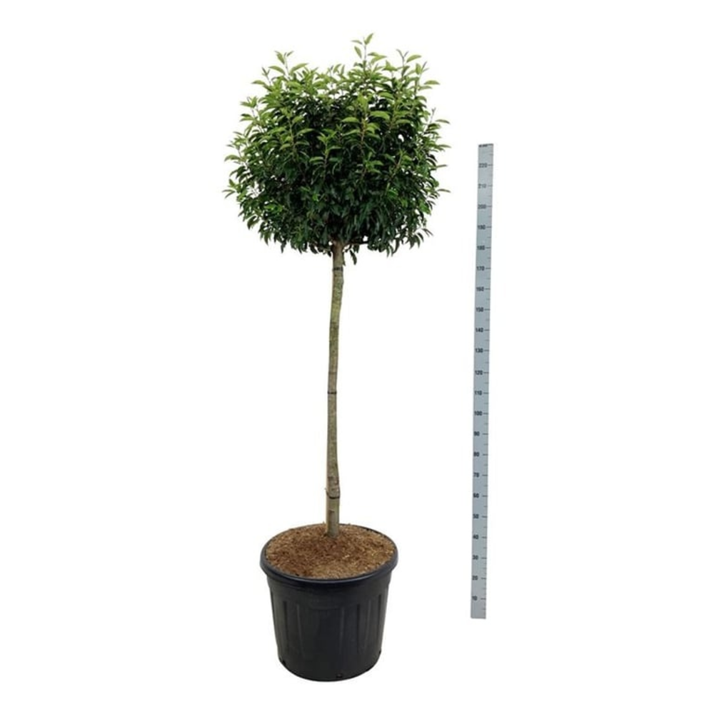 Prunus lus. 'Angustifolia'.