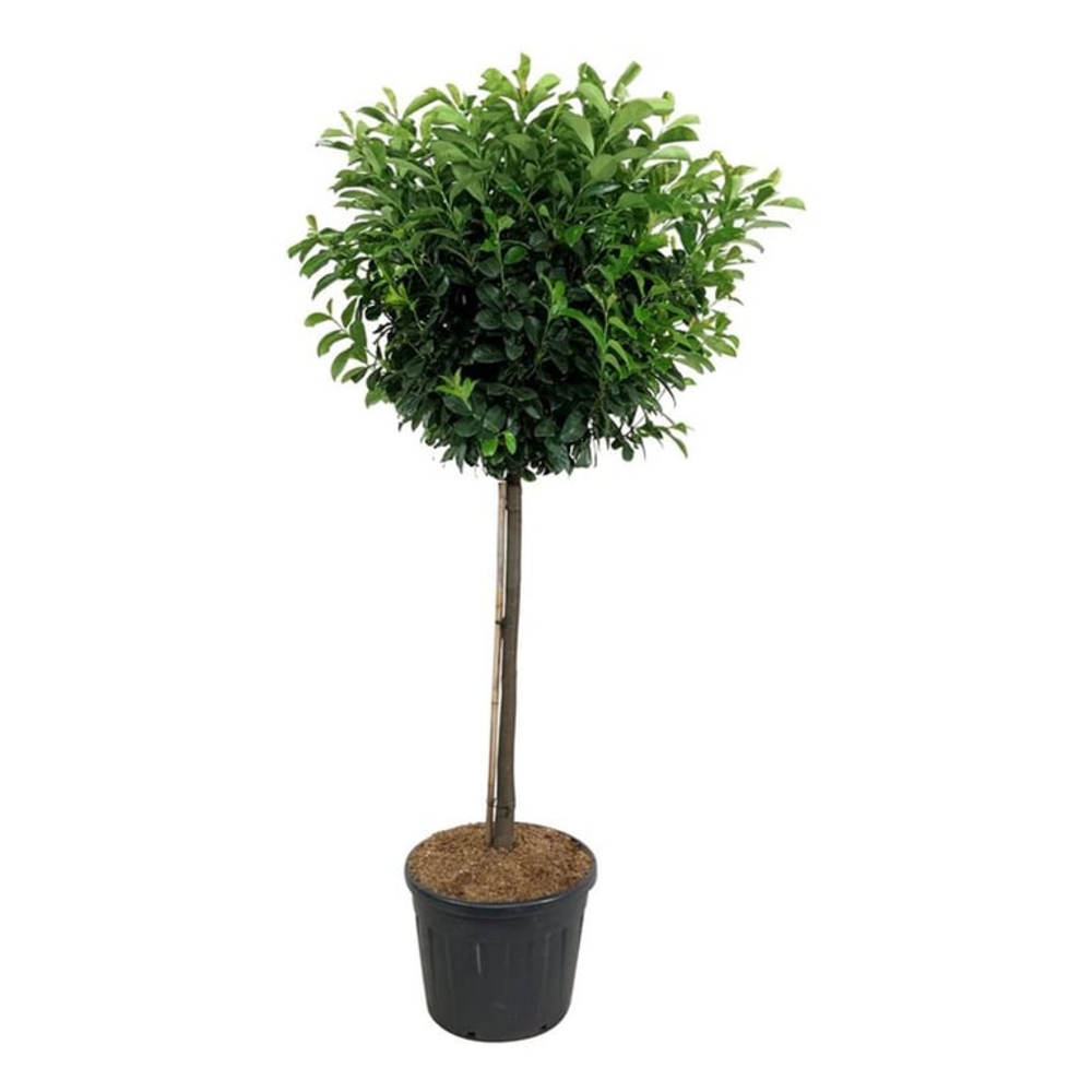 Prunus laur. 'Etna'.