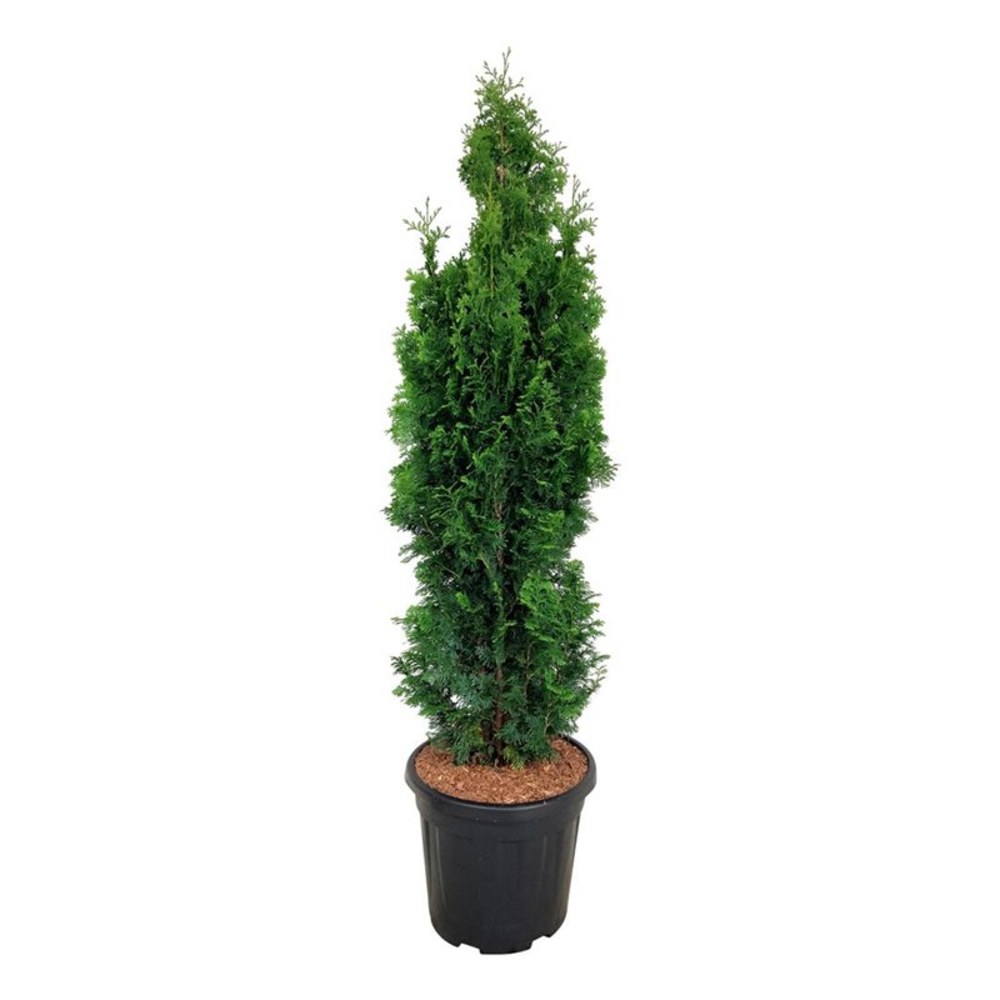 Thuja occ. 'Degroot's Spire'.
