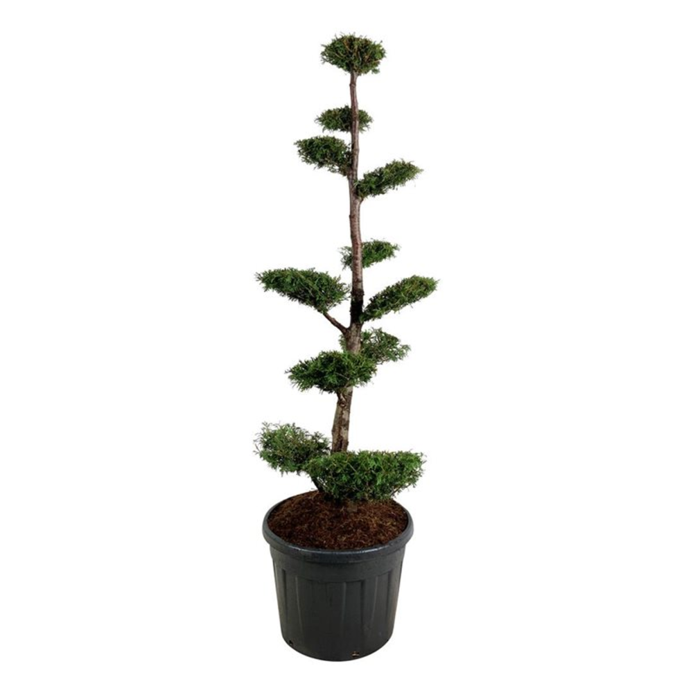 Thuja occ. 'Brabant'.