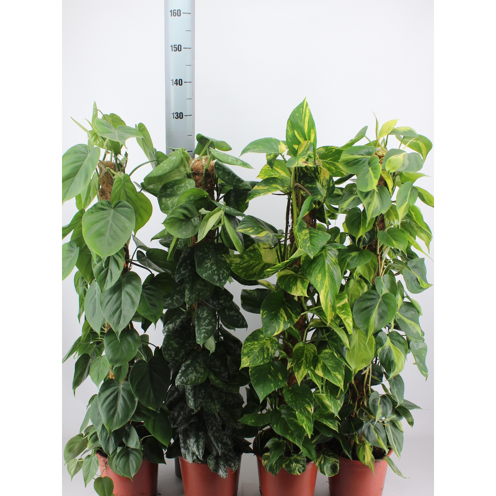 Epipremnum MIX 120CM.