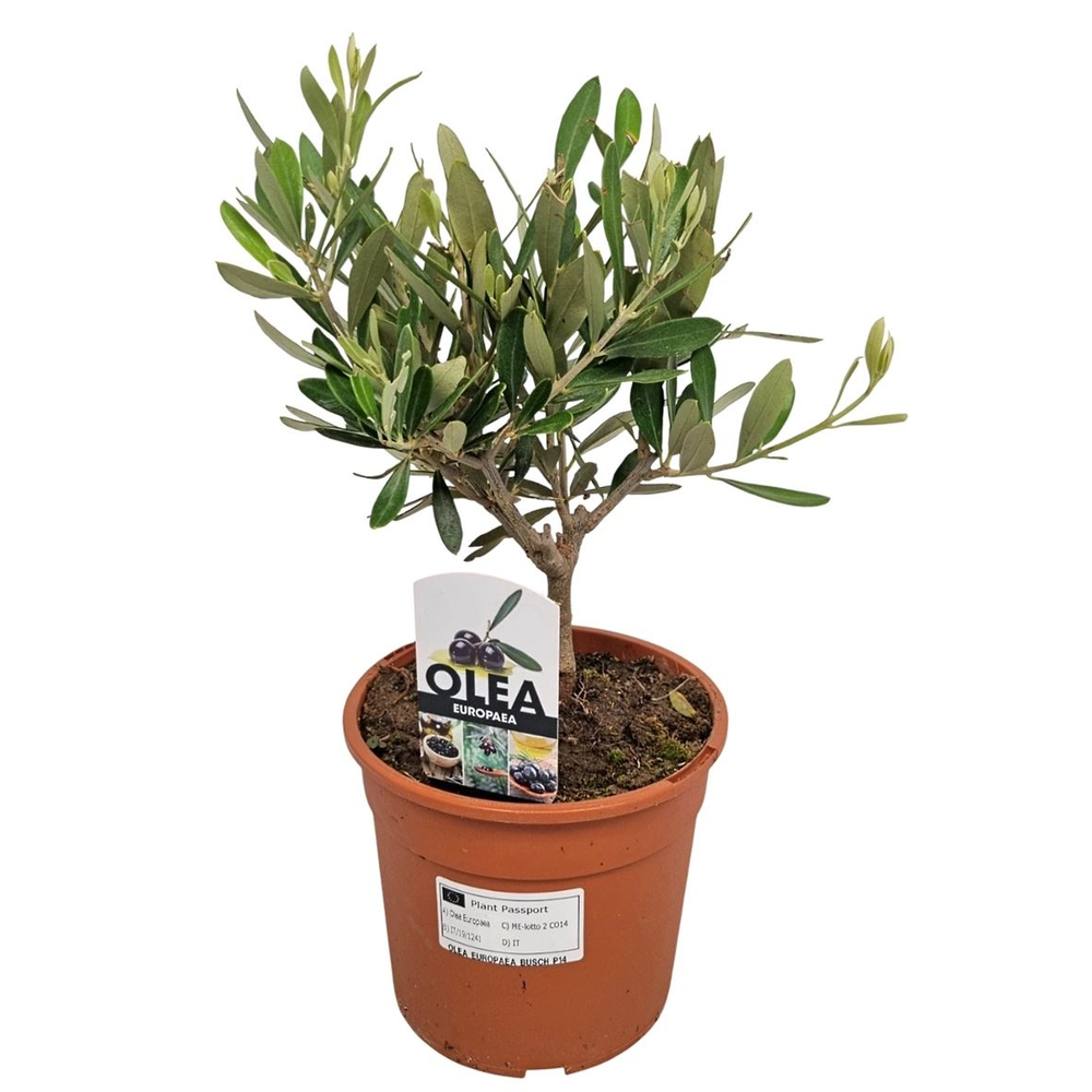 Olea Europaea Bush - 1241.