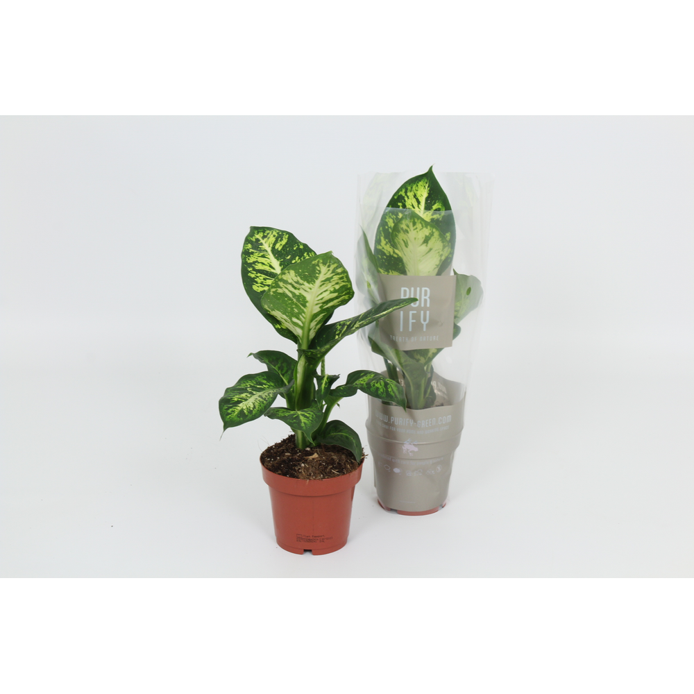 Purify Dieffenbachia Sublime 12 cm.