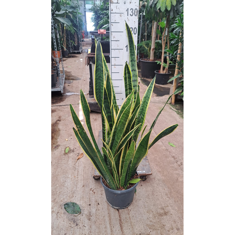 Sansev LAURENTII 110.