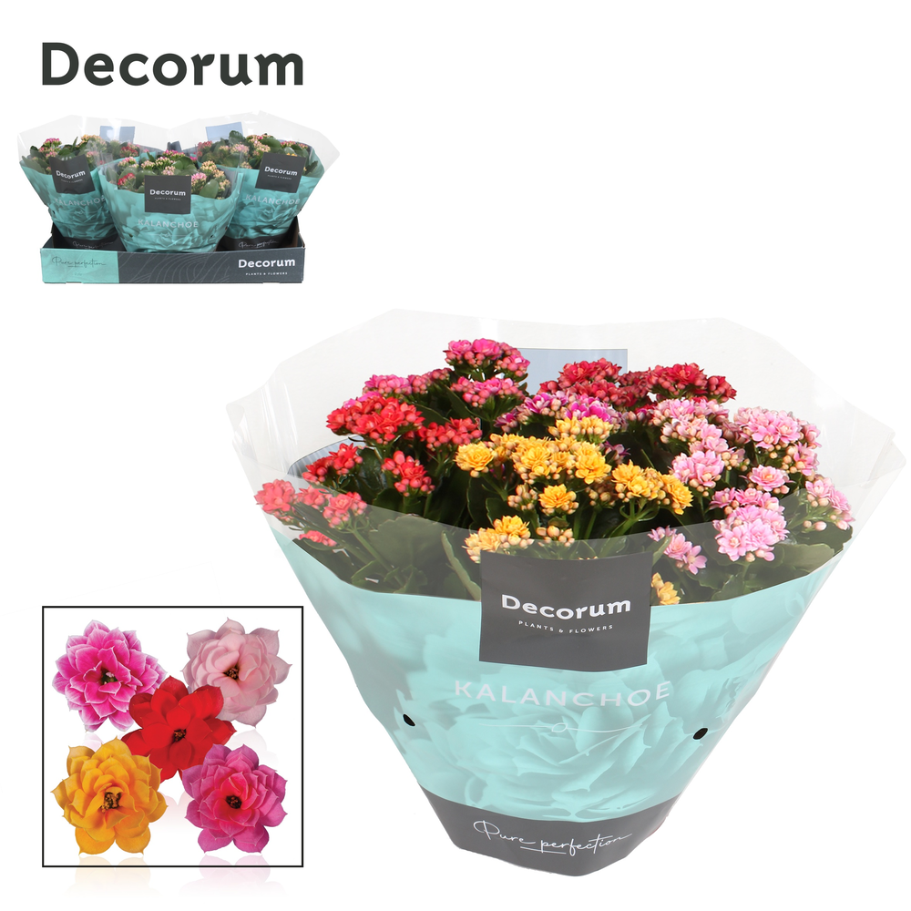 Kalanchoe Decorum Carnaval.