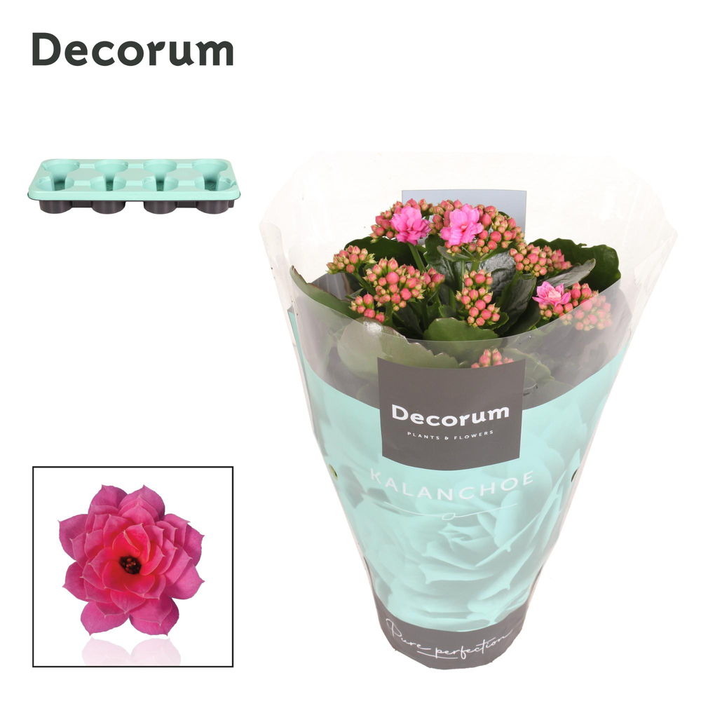 Kalanchoe Decorum - Pink.