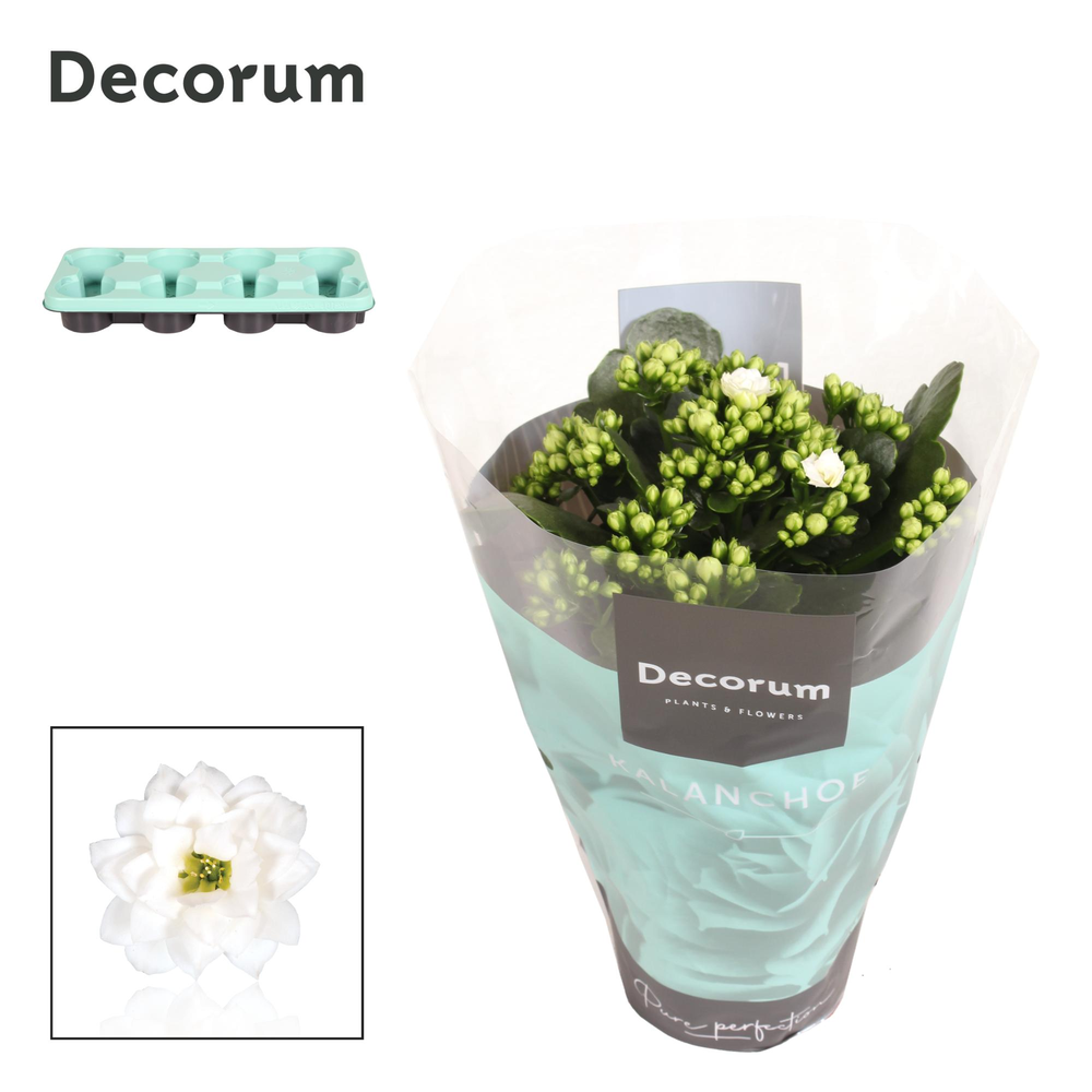 Kalanchoe Decorum - White.
