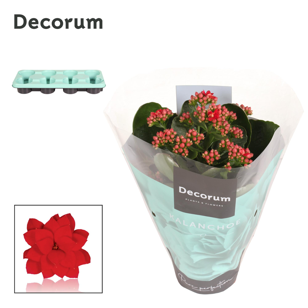 Kalanchoe Decorum - Red.