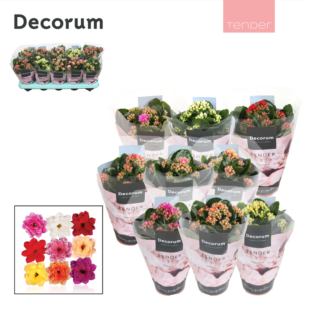 Kalanchoe Decorum TENDER - Serenity mix.