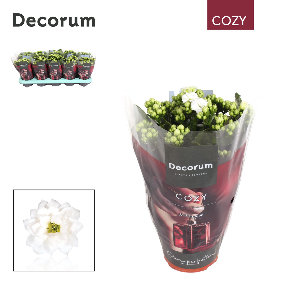 Kalanchoe Decorum Cozy - White - kerst.