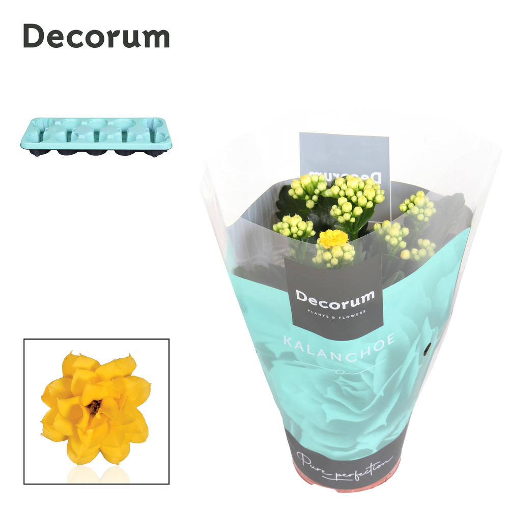 Kalanchoe Decorum - Yellow.