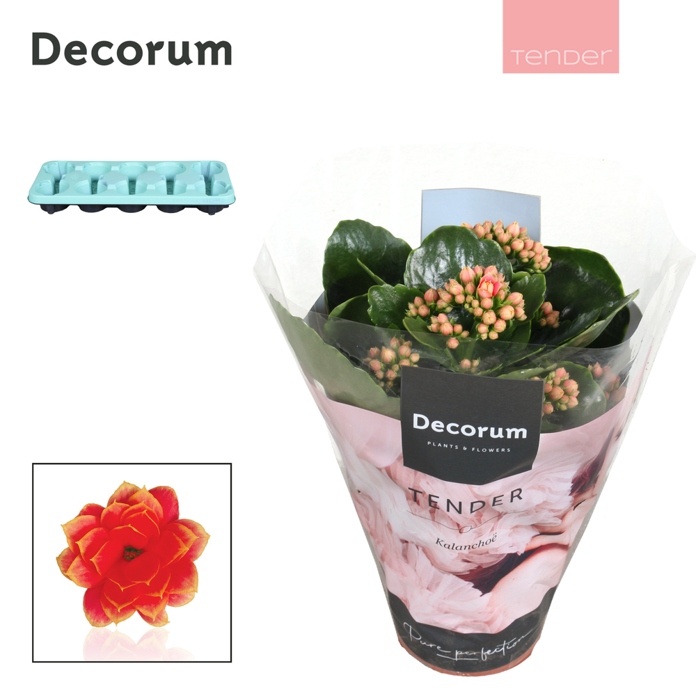 Kalanchoe Decorum TENDER - Serenity Coral.
