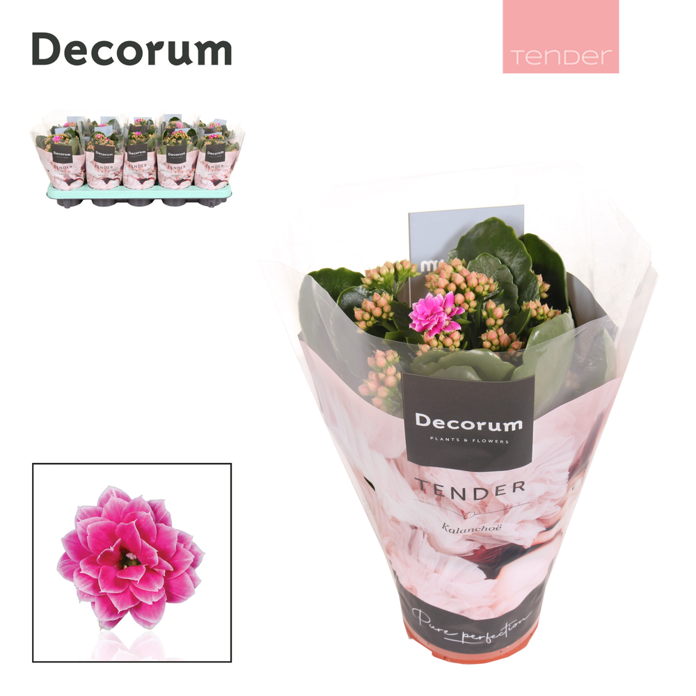 Kalanchoe Decorum TENDER - Serenity Purple White.