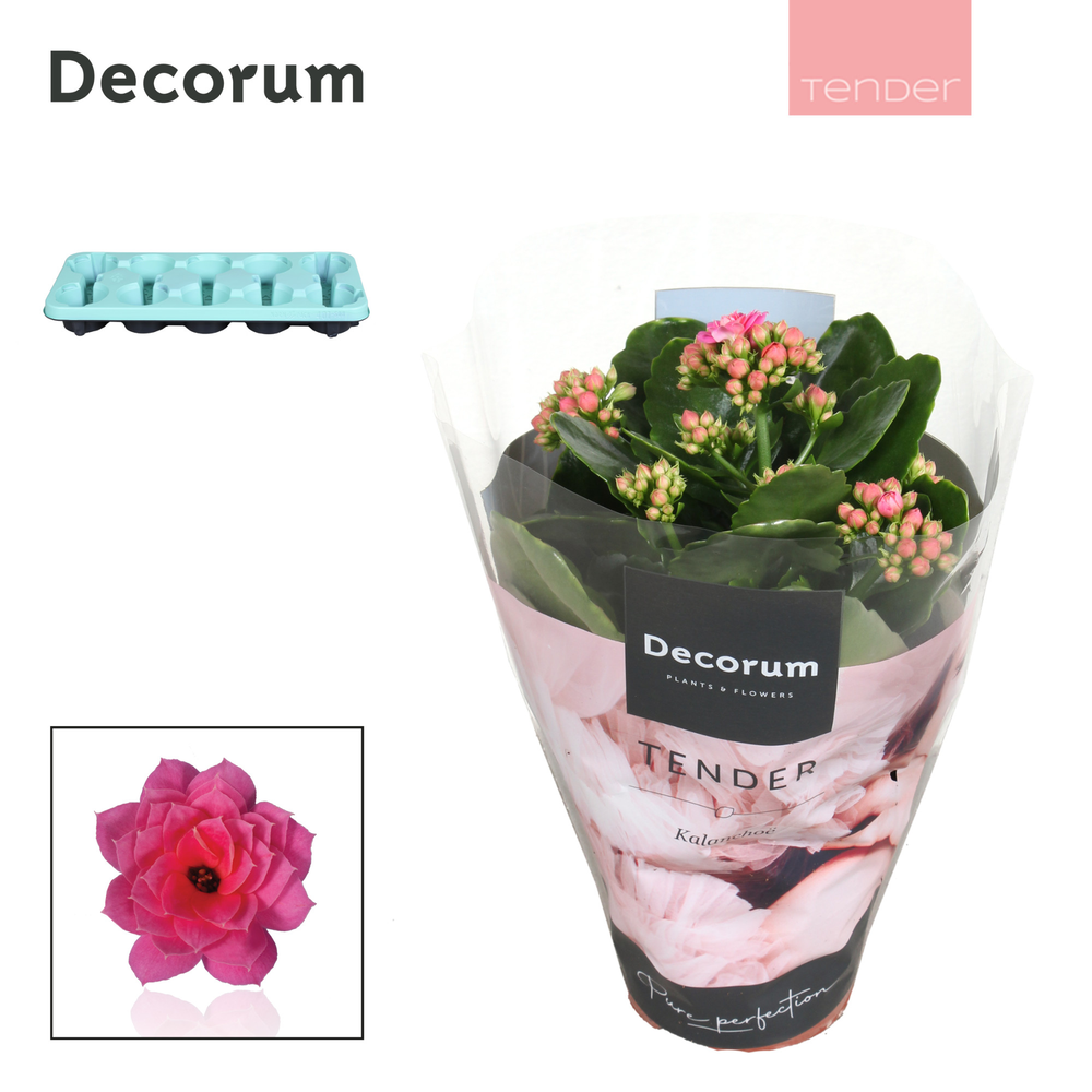 Kalanchoe Decorum TENDER- Serenity Pink.