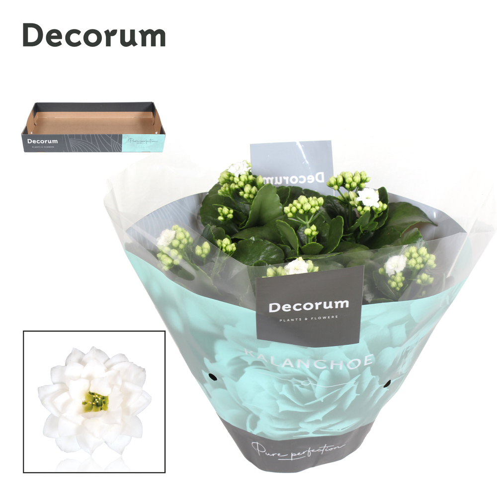 Kalanchoe Decorum - White.
