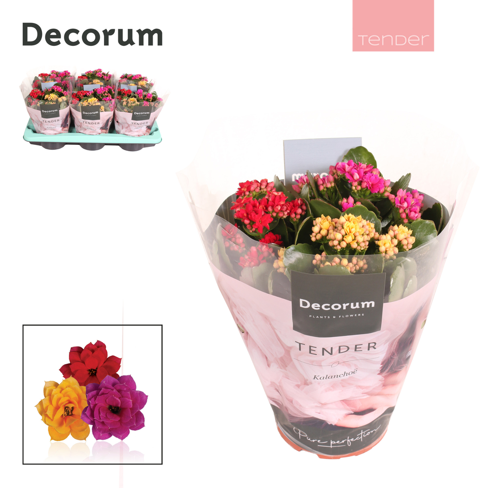 Kalanchoe Decorum TENDER - Carnaval.