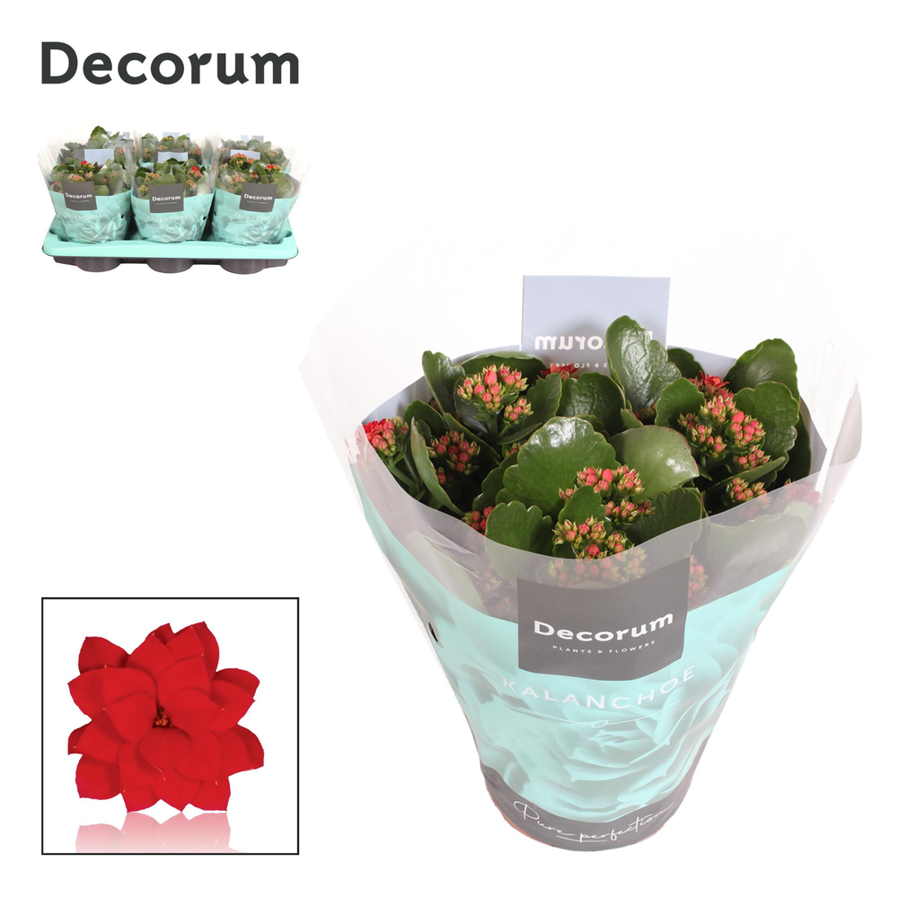 Kalanchoe Decorum - Red.