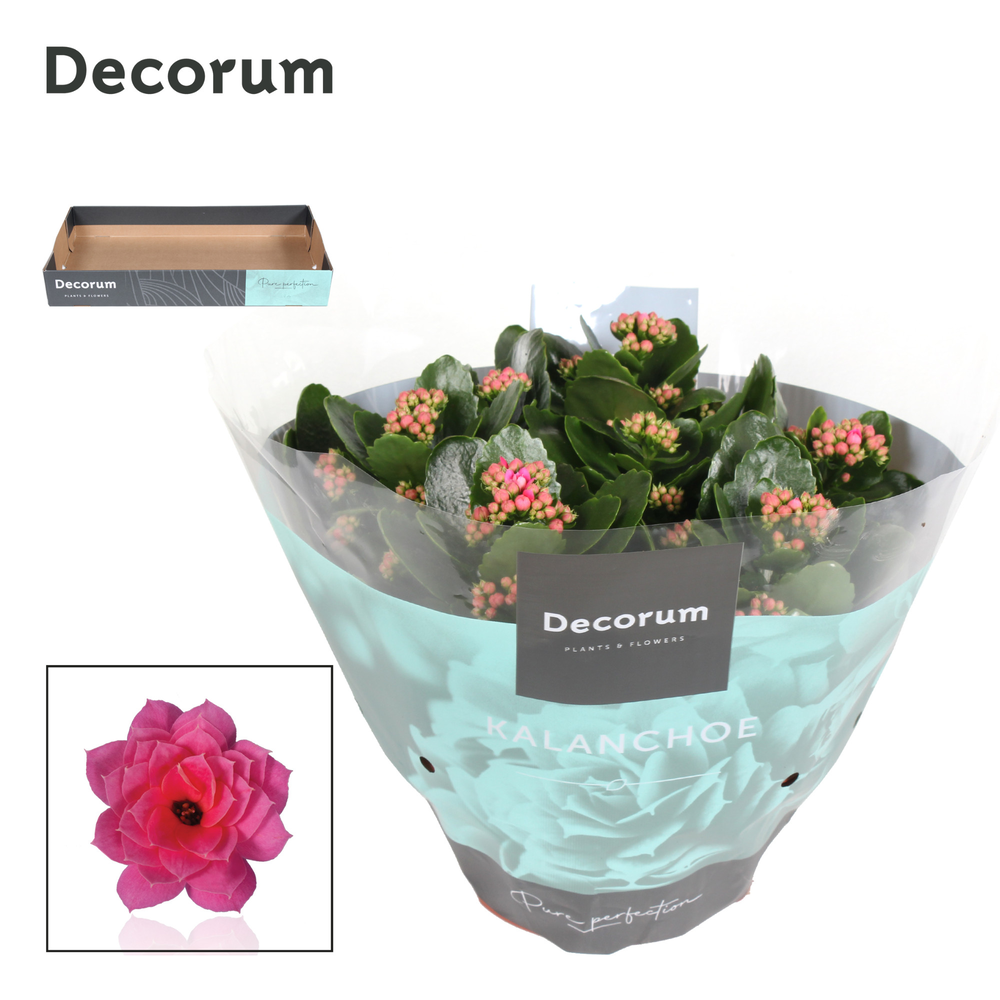 Kalanchoe Decorum - Pink.