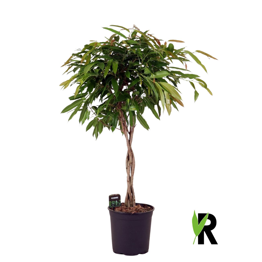Ficus binnendijkii Amstel King gevlochten stam.
