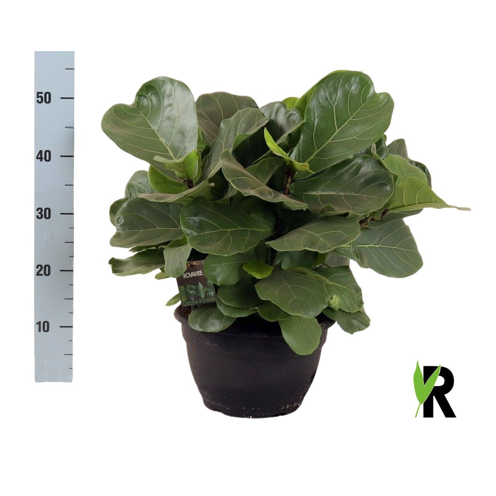 Ficus Lyrata 'Clumb'.