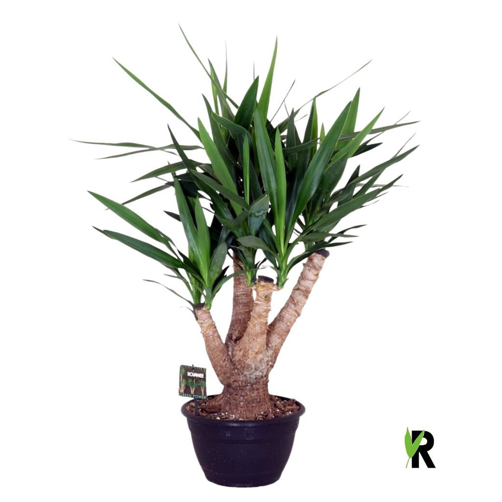Yucca elephantipes vertakt.