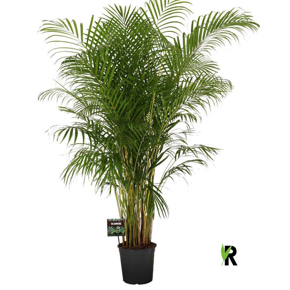 Dypsis lutescens.