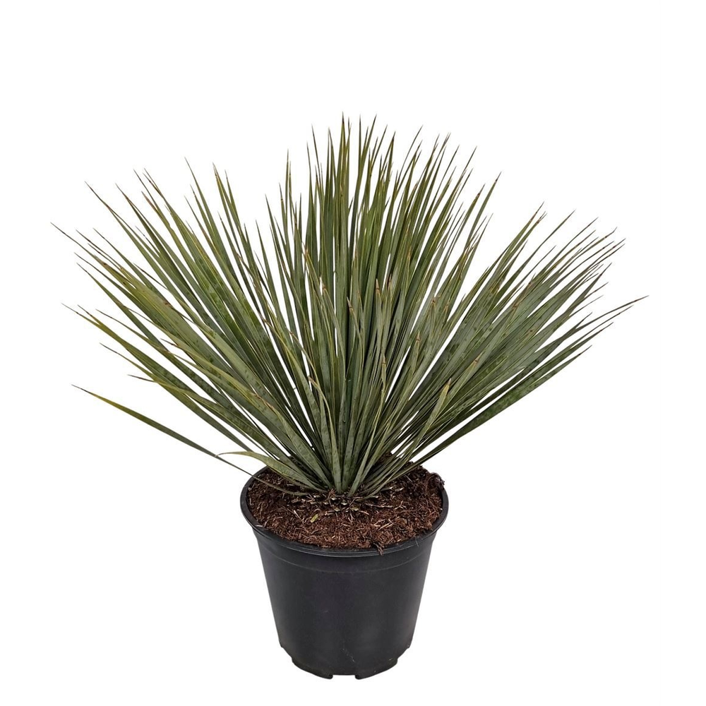 Yucca Rostrata.