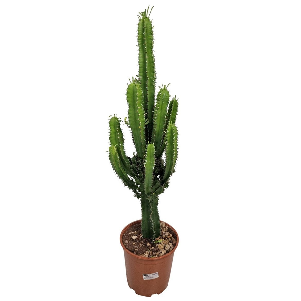 Euphorbia Eritrea - 540.