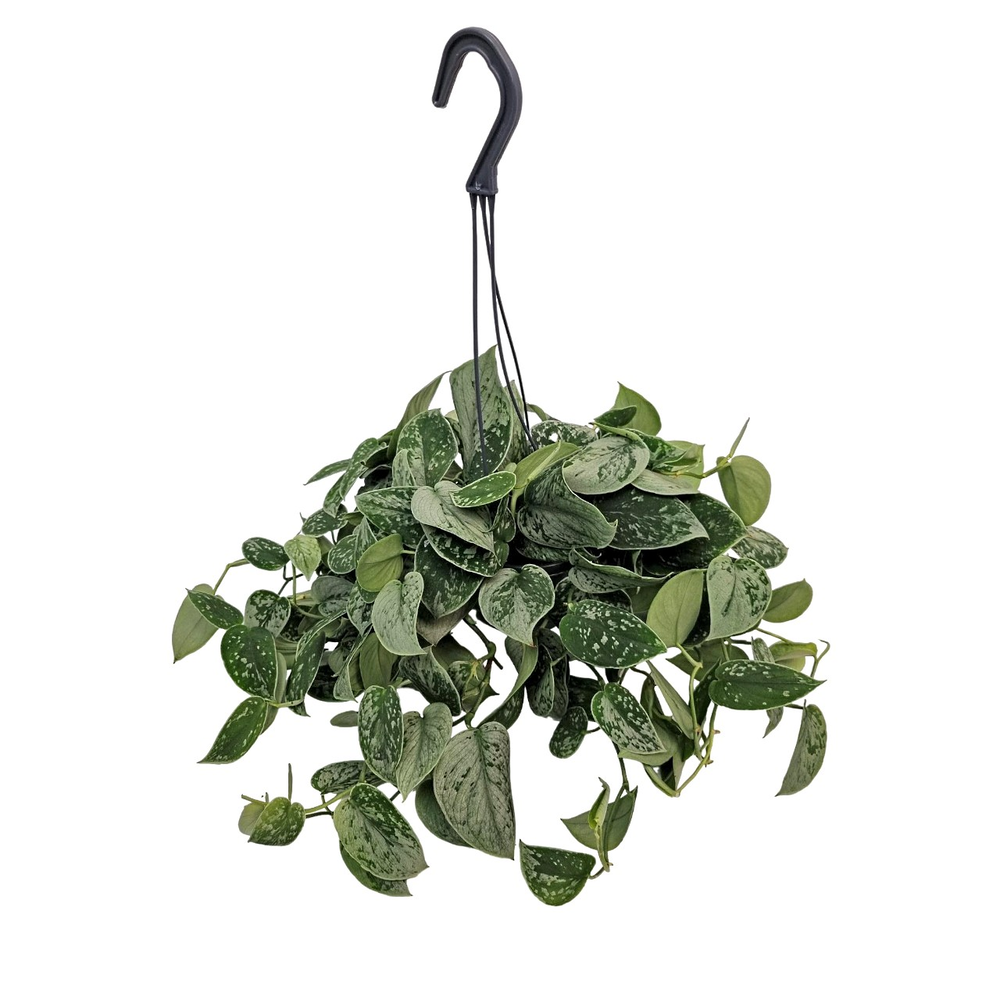 Scindapsus Silvery Ann Hangpot.