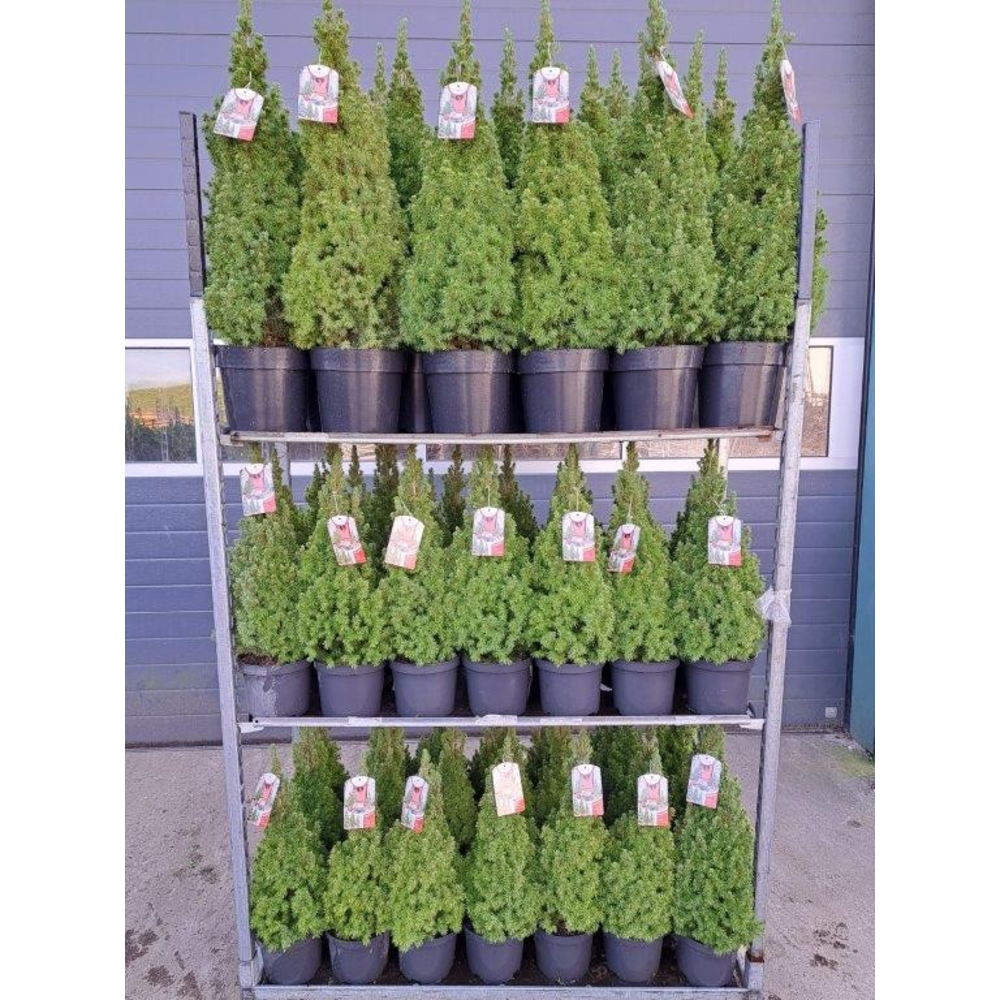 Picea g. 'Perfecta' mix kar: 42x p19 50-60 & 17x p.