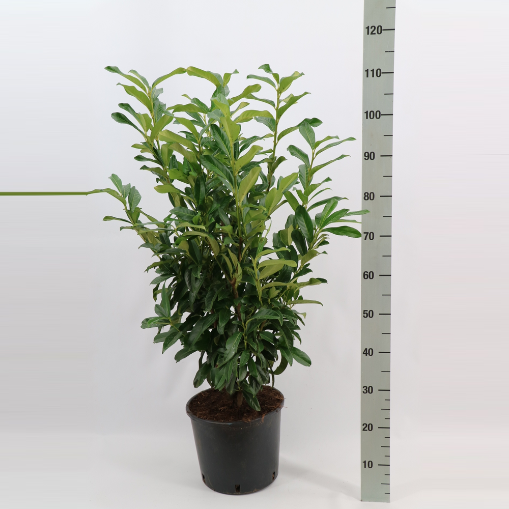 Prunus laurocerasus 'Genolia'.