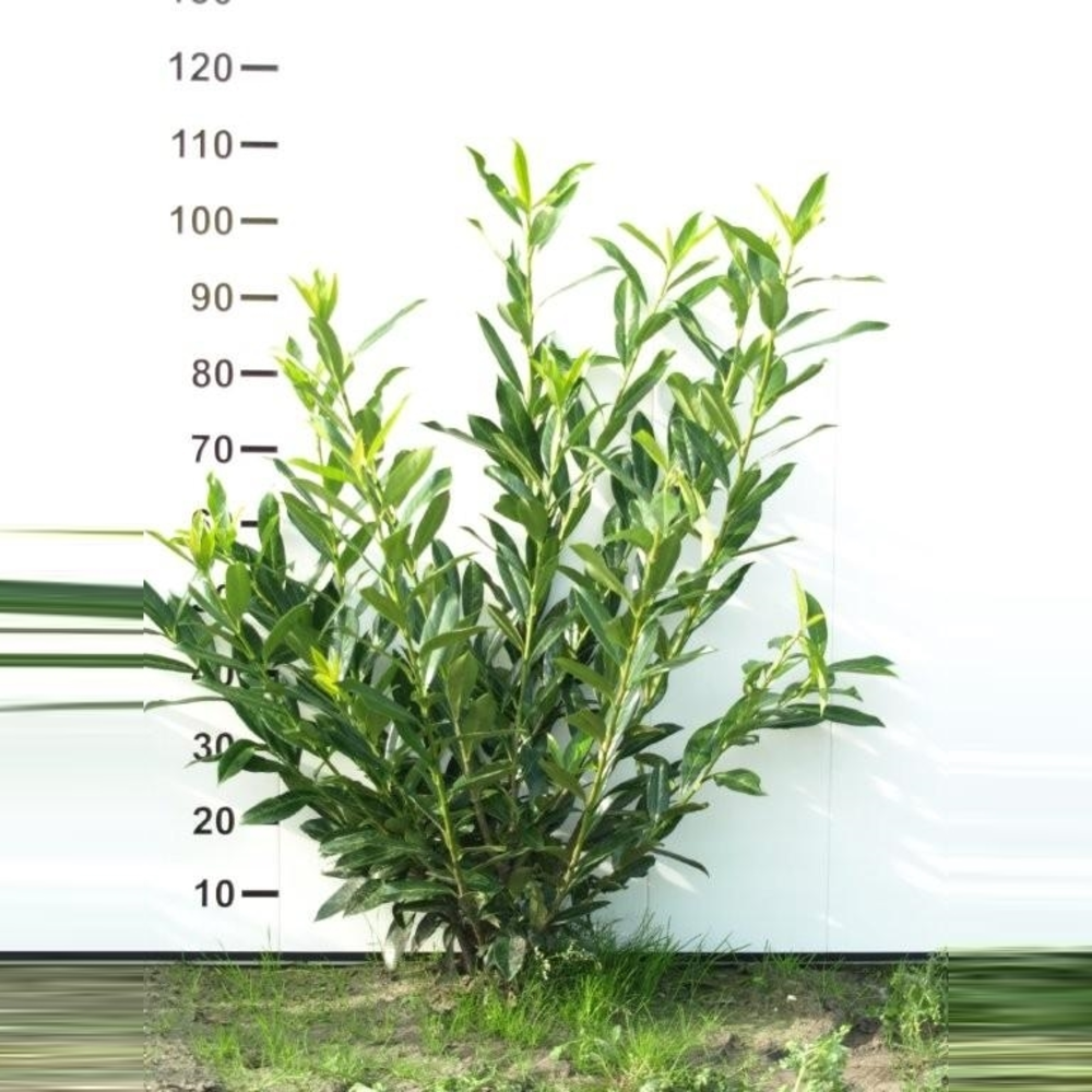 Prunus laurocerasus 'Caucasica'.