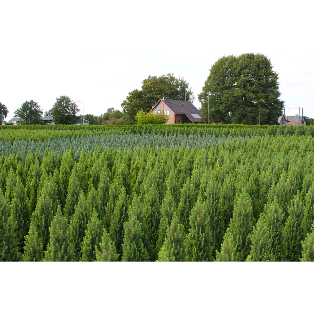 Picea glauca 'Conica'.