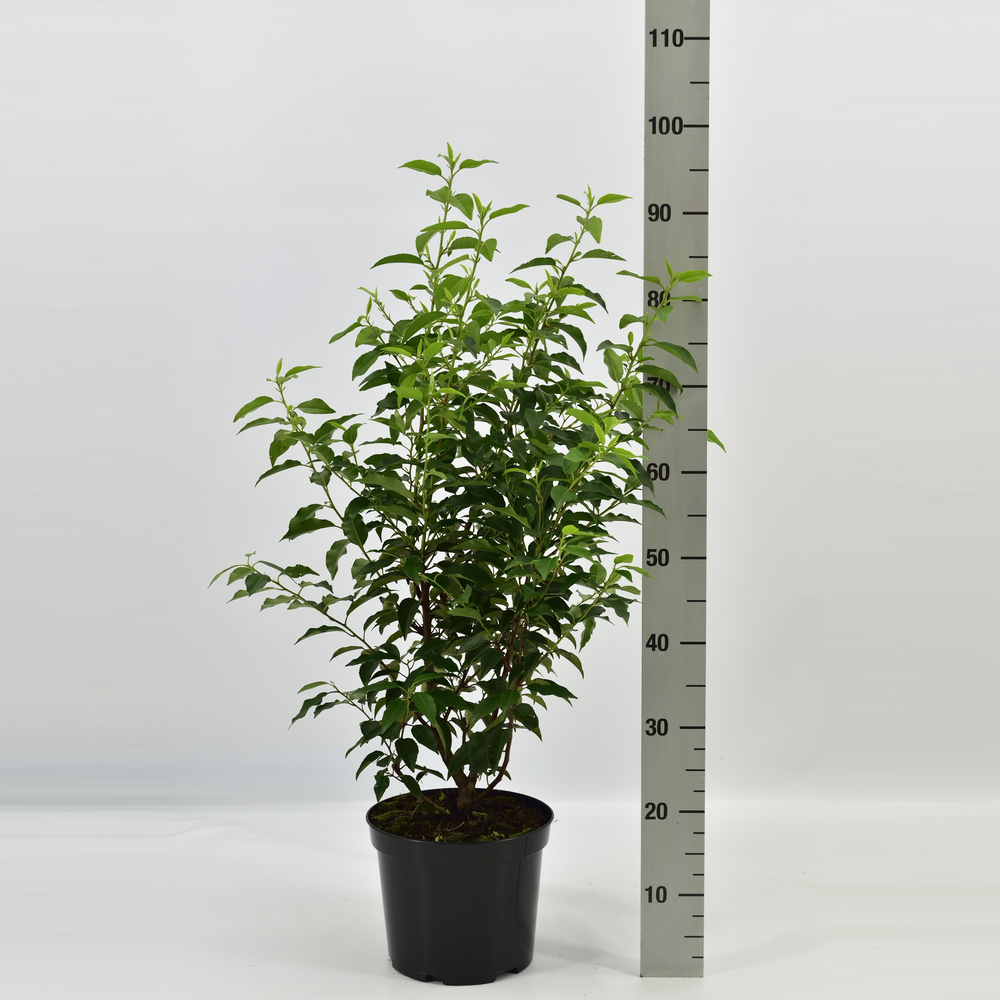 Prunus lusitanica 'Angustifolia'.