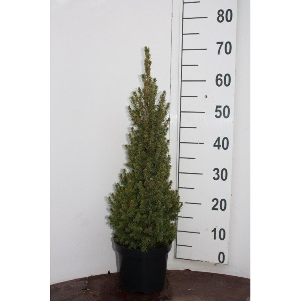 Picea glauca 'Conica'.